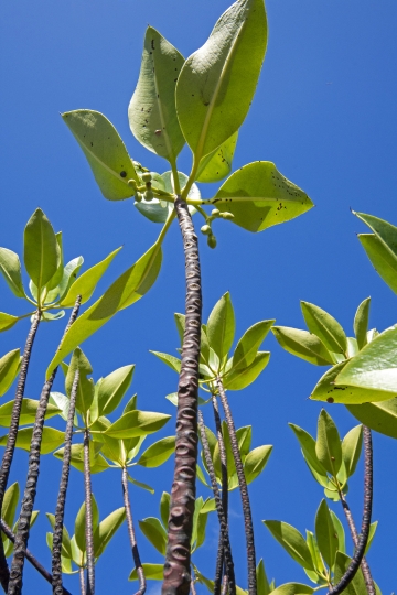Mangrove de Mzouazia