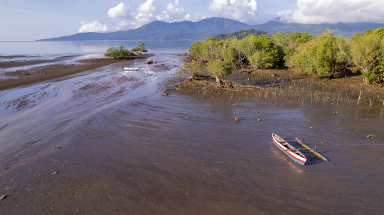 Mangrove de Tsimkoura
