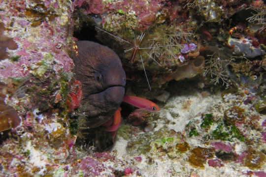 MARCMurene marginatus 2