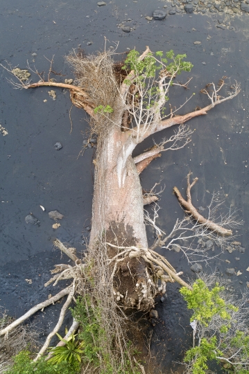MARCPano baobab dechu1