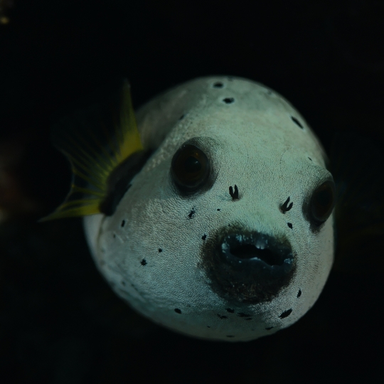 MARCPoisson ballon9