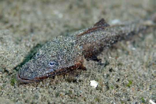 MARCPoisson crocodile12