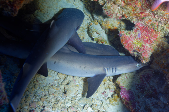 Neurserie de requins nourice