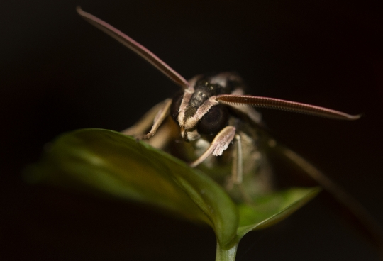 Papillon de nuit