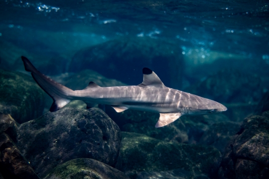 Requin pointe noire nurserie
