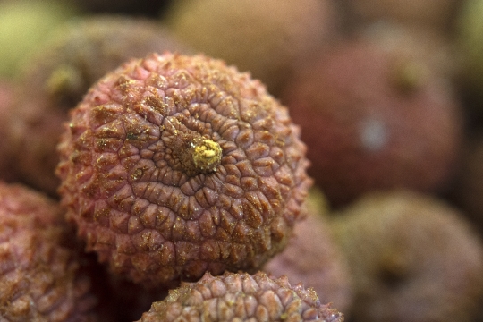 Saison des litchis
