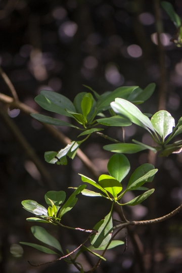 Scène de Mangrove