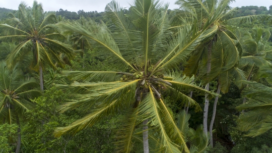 Tempête et vent dans les cocotiers
