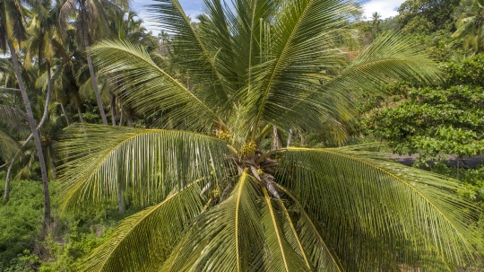 Tête de cocotier