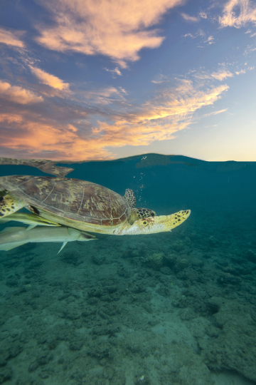 Tortue à moitié dans l'eau et dans le ciel !