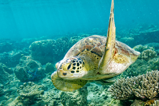 Tortue Verte à N'Gouja