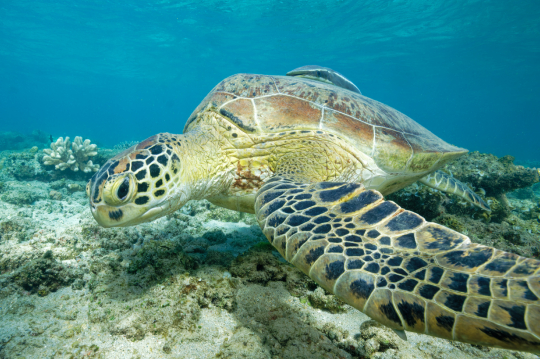 Tortue verte en phase d'alimentation