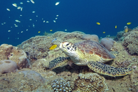 Tortue verte et zone de repos