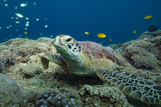 Tortue verte et zone de repos