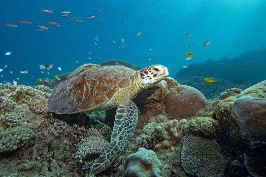 Tortue verte et zone de repos