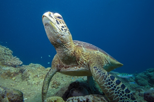 Tortue verte et zone de repos