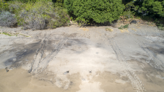 Traces de ponte de tortues
