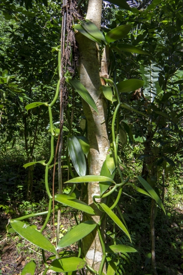 Vanille de Mayotte