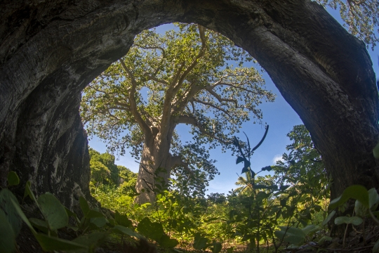 Vue de Baobab
