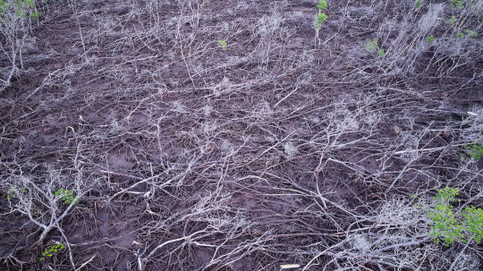 Zone de destruction de mangrove de Chirongui après le cyclone Chido