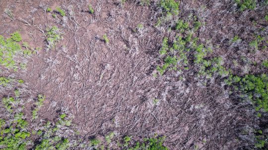 Zone de destruction de mangrove de Chirongui après le cyclone Chido